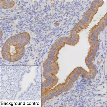 HNMT Mouse Monoclonal Antibody - Size: 100µl