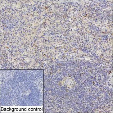IKZF2 Mouse Monoclonal Antibody - Size: 100µl