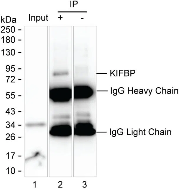 KIFBP Mouse Monoclonal Antibody - Size: 100µl