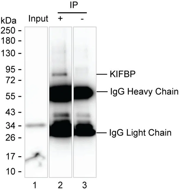 KIFBP Mouse Monoclonal Antibody - Size: 50µl