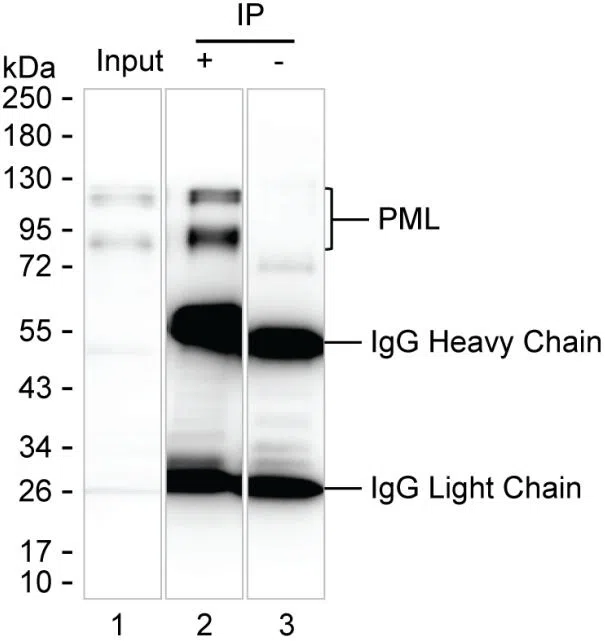 PML Mouse Monoclonal Antibody - Size: 100µl