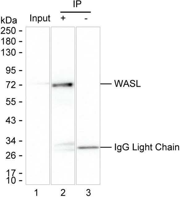 WASL Mouse Monoclonal Antibody - Size: 50µl