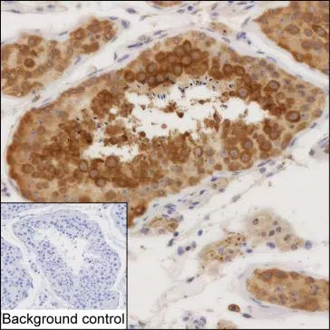 CEP43 Mouse Monoclonal Antibody - Size: 100µl
