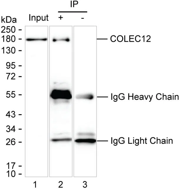 COLEC12 Mouse Monoclonal Antibody - Size: 100µl