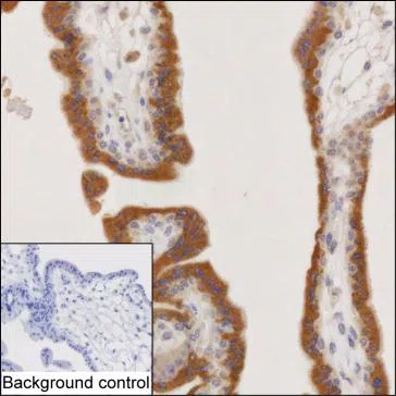 COMP Mouse Monoclonal Antibody - Size: 50µl
