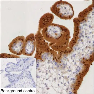 BPGM Mouse Monoclonal Antibody - Size: 100µl