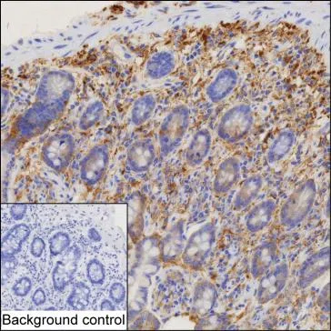 MARCKS Mouse Monoclonal Antibody - Size: 100µl