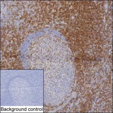 CD28 Mouse Monoclonal Antibody - Size: 100µl