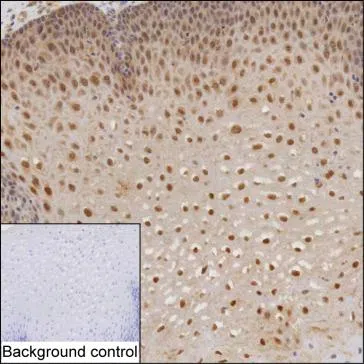 DTX2 Mouse Monoclonal Antibody - Size: 50µl