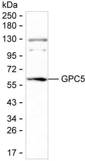 GPC5 Mouse Monoclonal Antibody - Size: 100µl