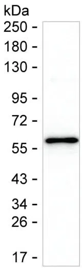 TSLP Mouse Monoclonal Antibody - Size: 50µl