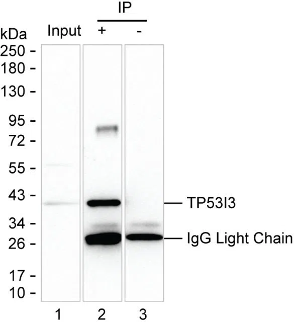 TP53I3 Mouse Monoclonal Antibody - Size: 50µl