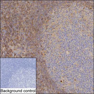 BTN3A2 Mouse Monoclonal Antibody - Size: 50µl
