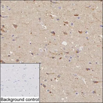 DRAXIN Mouse Monoclonal Antibody - Size: 50µl