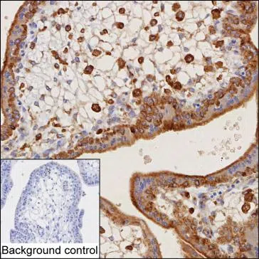 COLEC12 Mouse Monoclonal Antibody - Size: 50µl