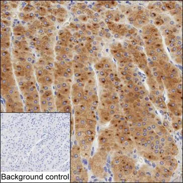 QPCT Mouse Monoclonal Antibody - Size: 50µl