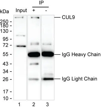 CUL9 Mouse Monoclonal Antibody - Size: 100µl