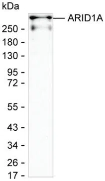 ARID1A Mouse Monoclonal Antibody - Size: 100µl