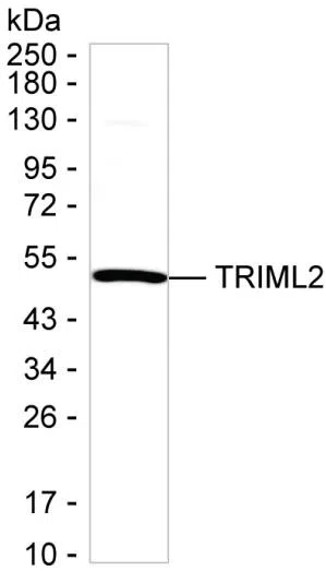 TRIML2 Mouse Monoclonal Antibody - Size: 50µl