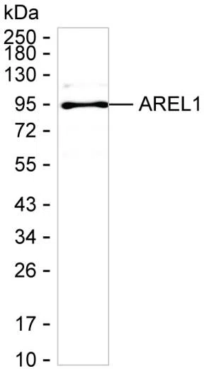 AREL1 Mouse Monoclonal Antibody - Size: 100µl