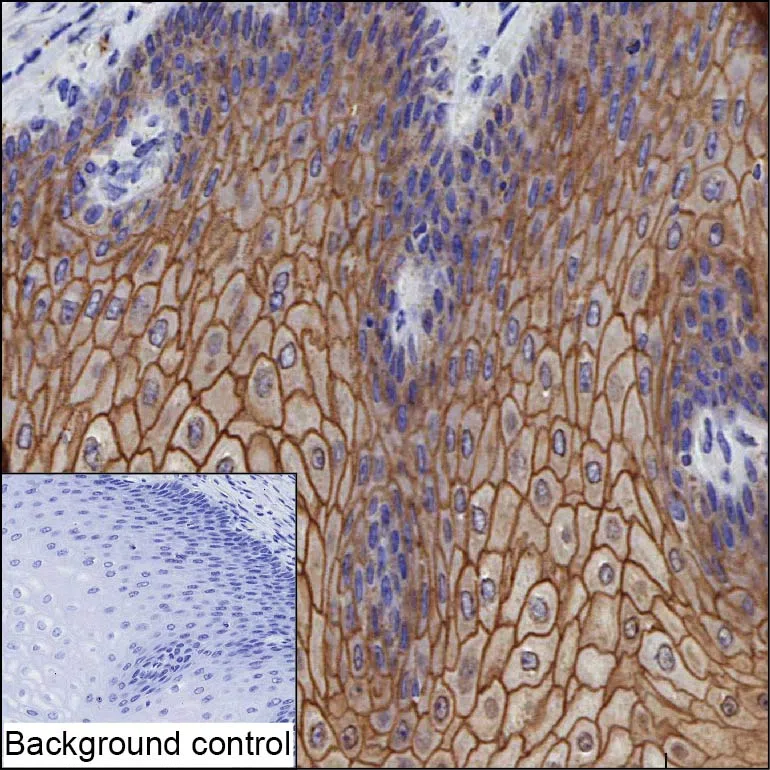 DSC2 Mouse Monoclonal Antibody - Size: 100µl