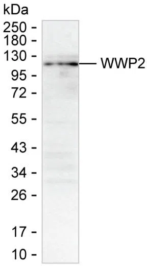 WWP2 Mouse Monoclonal Antibody - Size: 100µl
