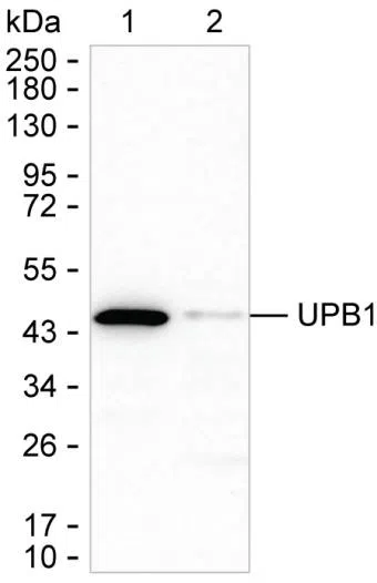 UPB1 Mouse Monoclonal Antibody - Size: 100µl