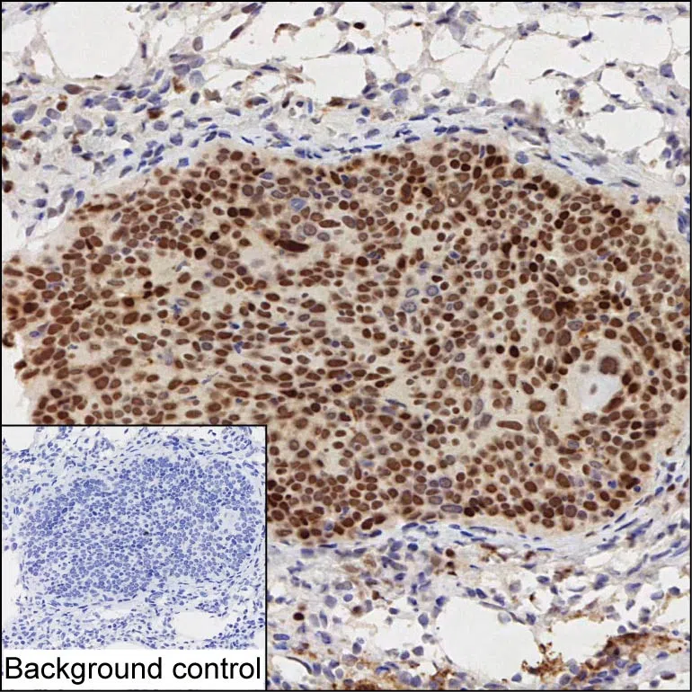 IFRD1 Mouse Monoclonal Antibody - Size: 100µl