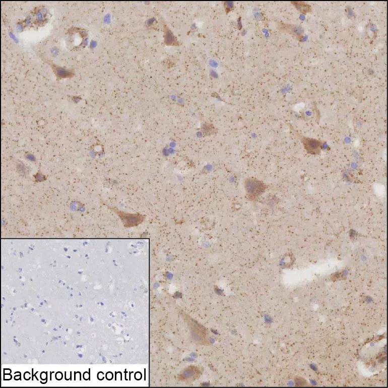 PDP1 Mouse Monoclonal Antibody - Size: 50µl