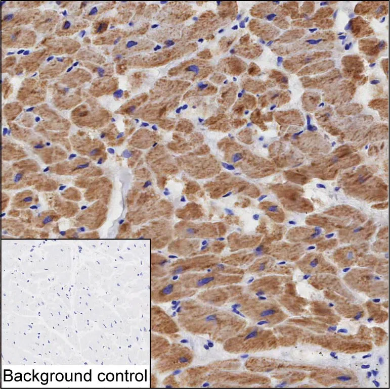 NPPC Mouse Monoclonal Antibody - Size: 100µl