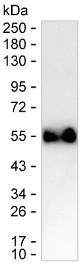 IL25 Mouse Monoclonal Antibody - Size: 100µl