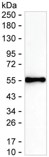 IFNW1 Mouse Monoclonal Antibody - Size: 100µl