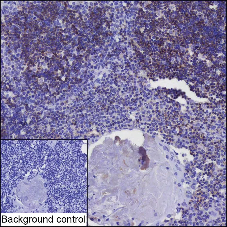 SIT1 Mouse Monoclonal Antibody - Size: 100µl