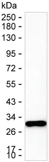 CA3 Mouse Monoclonal Antibody - Size: 100µl