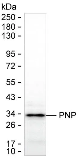 PNP Mouse Monoclonal Antibody - Size: 50µl