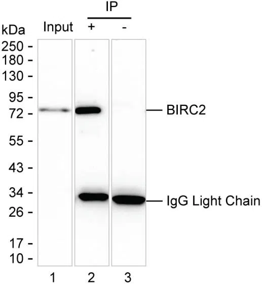 BIRC2 Mouse Monoclonal Antibody - Size: 100µl