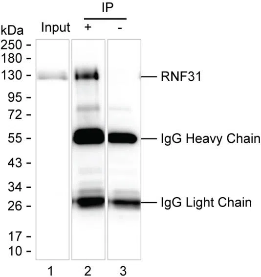 RNF31 Mouse Monoclonal Antibody - Size: 100µl
