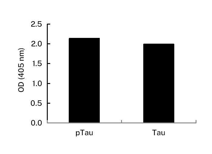 Tau Mouse Monoclonal Antibody - Size: 100µl