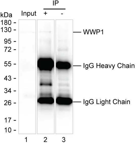 WWP1 Mouse Monoclonal Antibody - Size: 100µl