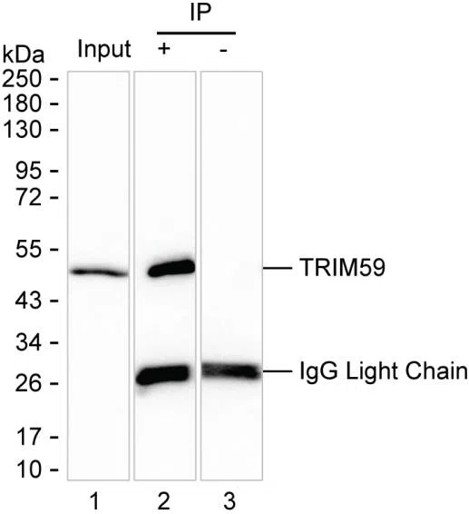 TRIM59 Mouse Monoclonal Antibody - Size: 50µl
