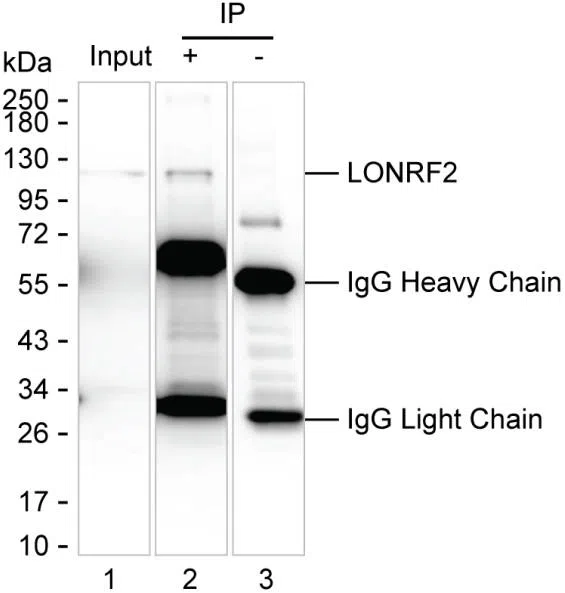 LONRF2 Mouse Monoclonal Antibody - Size: 100µl