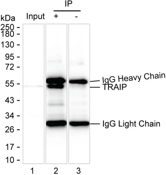 TRAIP Mouse Monoclonal Antibody - Size: 50µl