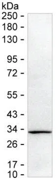 C1QTNF1 Mouse Monoclonal Antibody - Size: 100µl