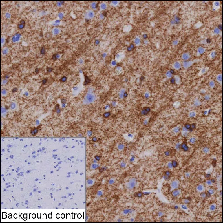 OPALIN Mouse Monoclonal Antibody - Size: 50µl