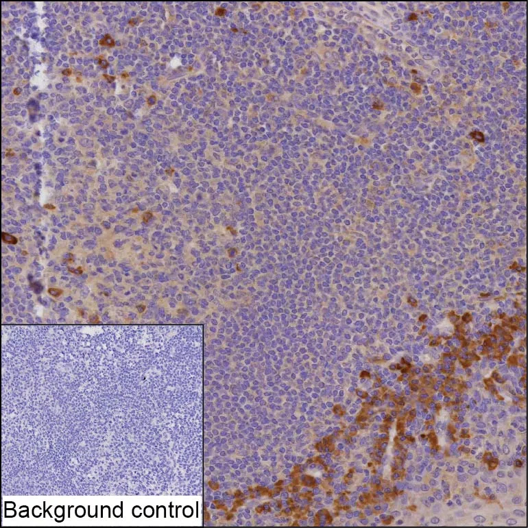 AREL1 Mouse Monoclonal Antibody - Size: 100µl