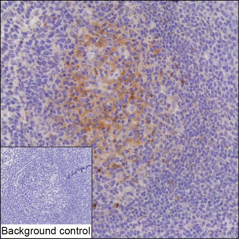 CXCL13 Mouse Monoclonal Antibody - Size: 100µl
