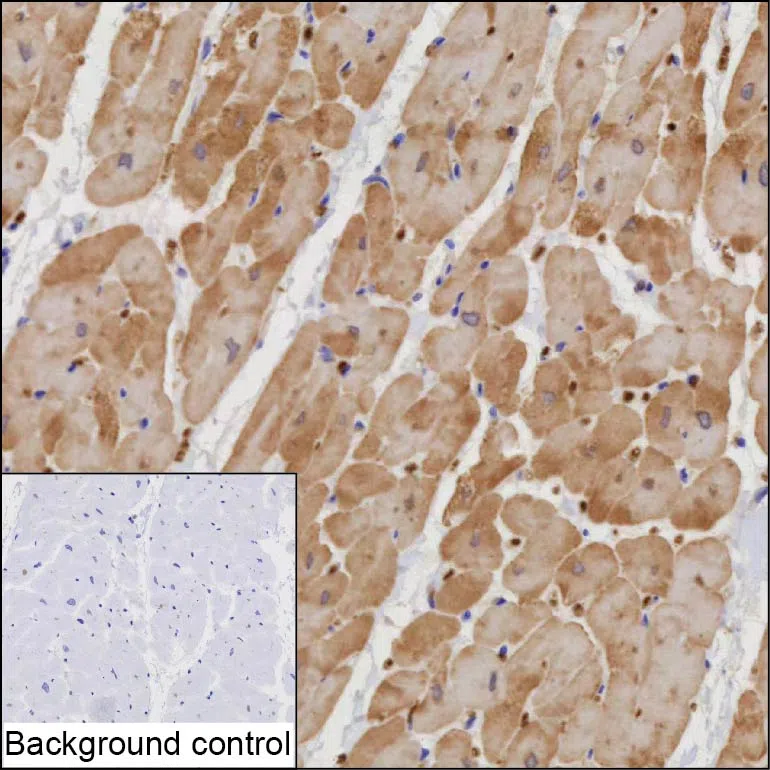 ITGB1BP1 Mouse Monoclonal Antibody - Size: 50µl