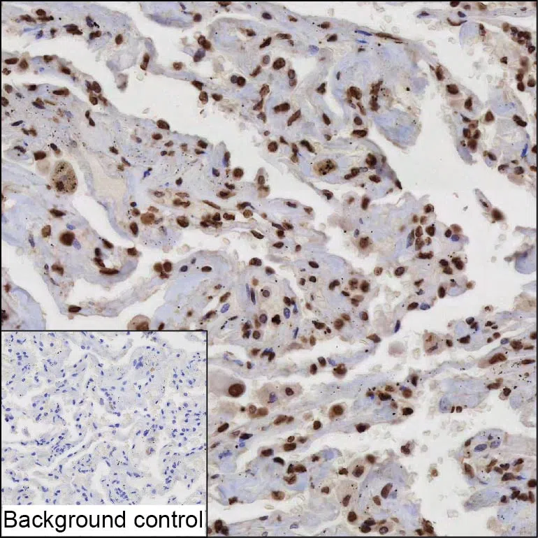 ZBTB17 Mouse Monoclonal Antibody - Size: 100µl