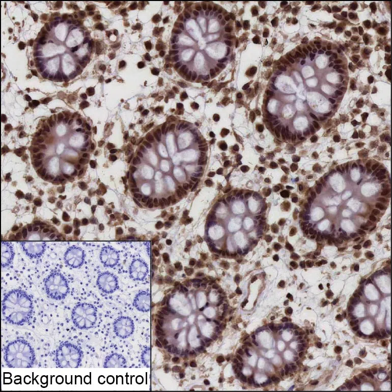 TRIM35 Mouse Monoclonal Antibody - Size: 50µl
