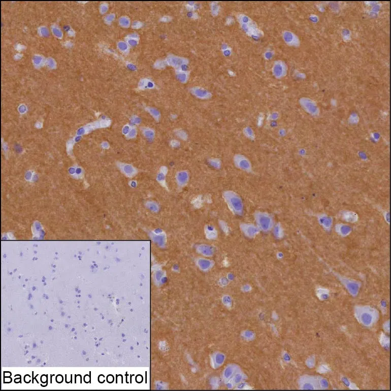 STX2 Mouse Monoclonal Antibody - Size: 50µl